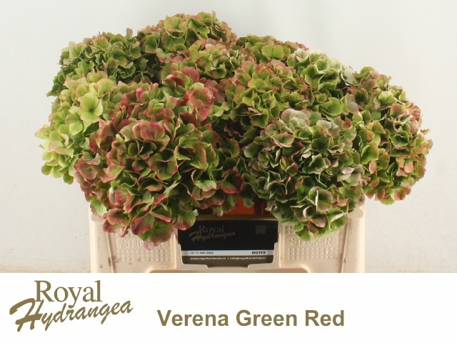 Hydrangea Verena Classic Pink 50cm 17Ø