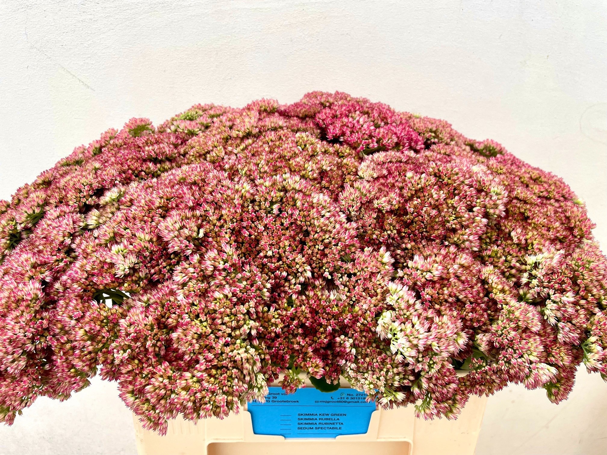 Sedum Spect Pink 50cm