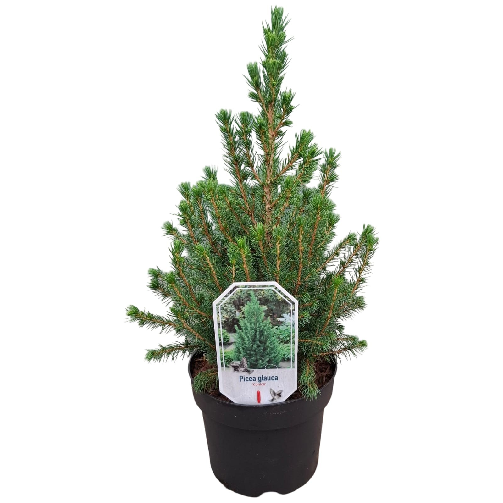 Picture of Picea abies 'Conica'