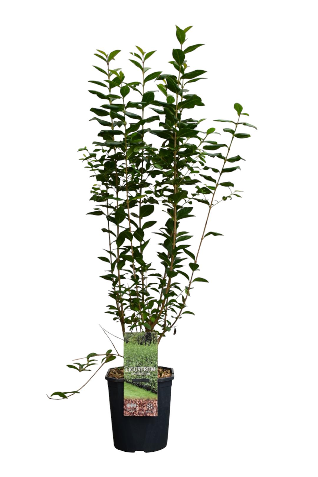 Picture of Ligustrum ovalifolium P19 (3 Ltr) 70-80CM