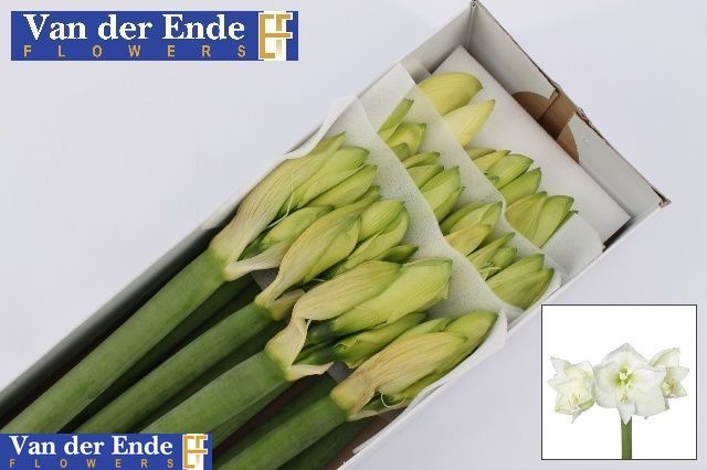 Hippeastrum Mont Blanc 4bl