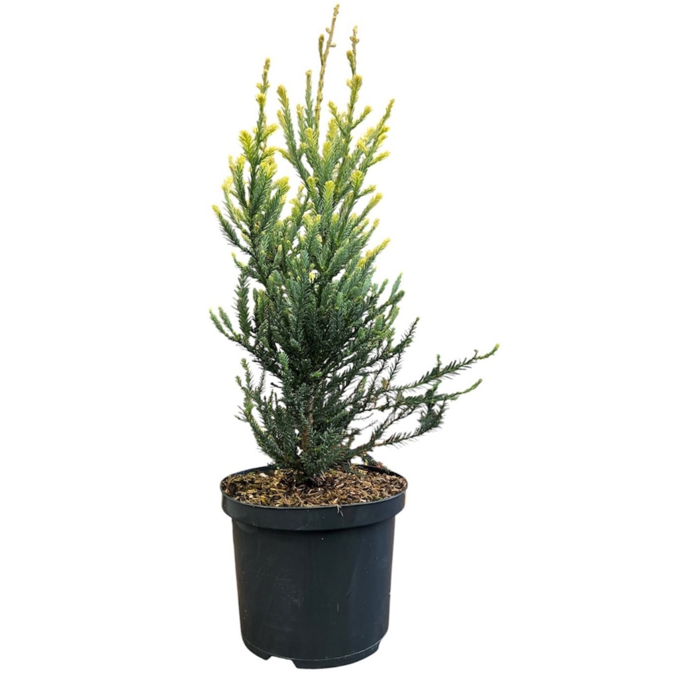 Sequoia sempervirens 'Adpressa'