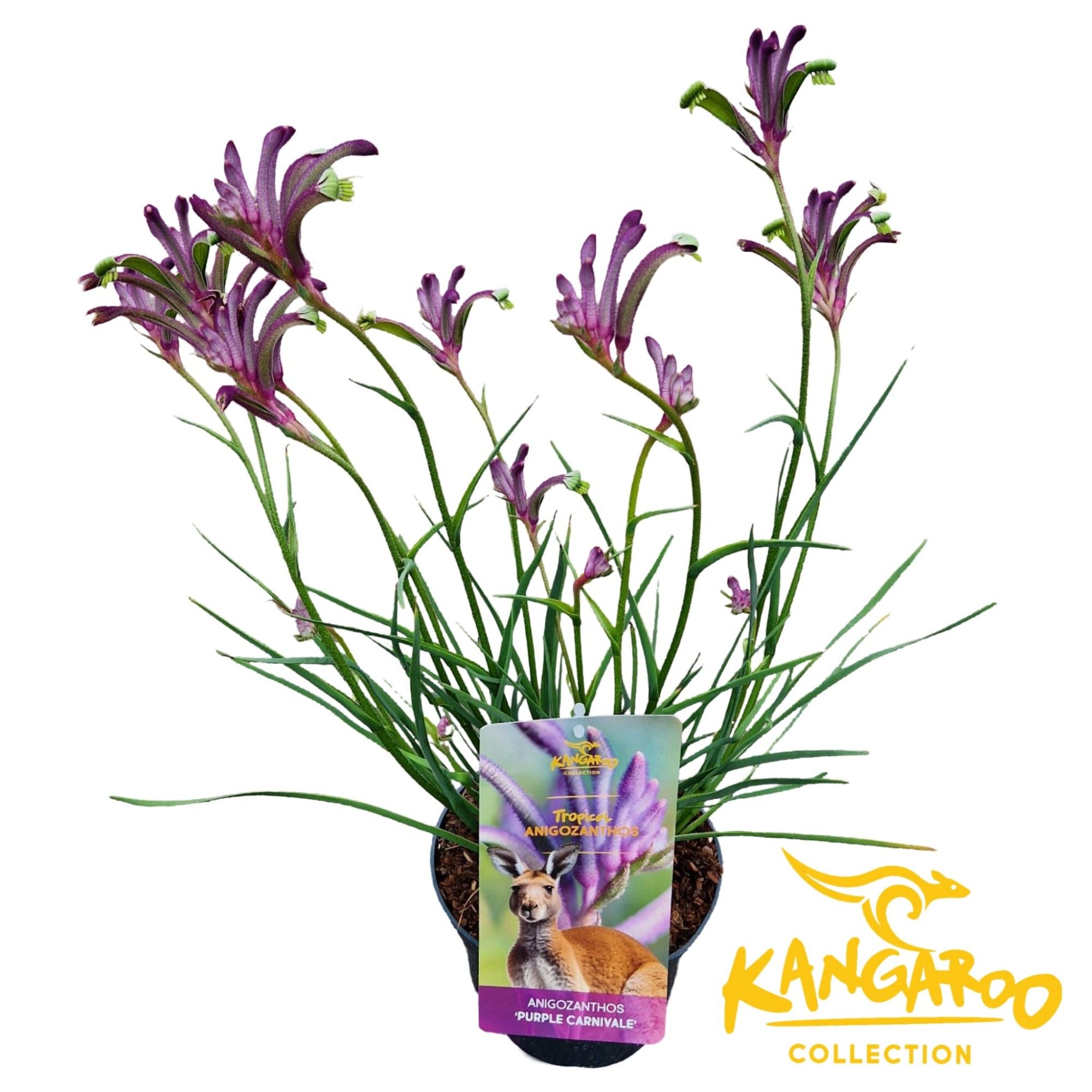 Anigozanthos 'Purple Carnivale'