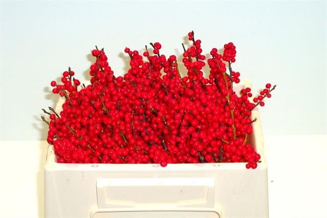 Ilex Verticlilata 30cm