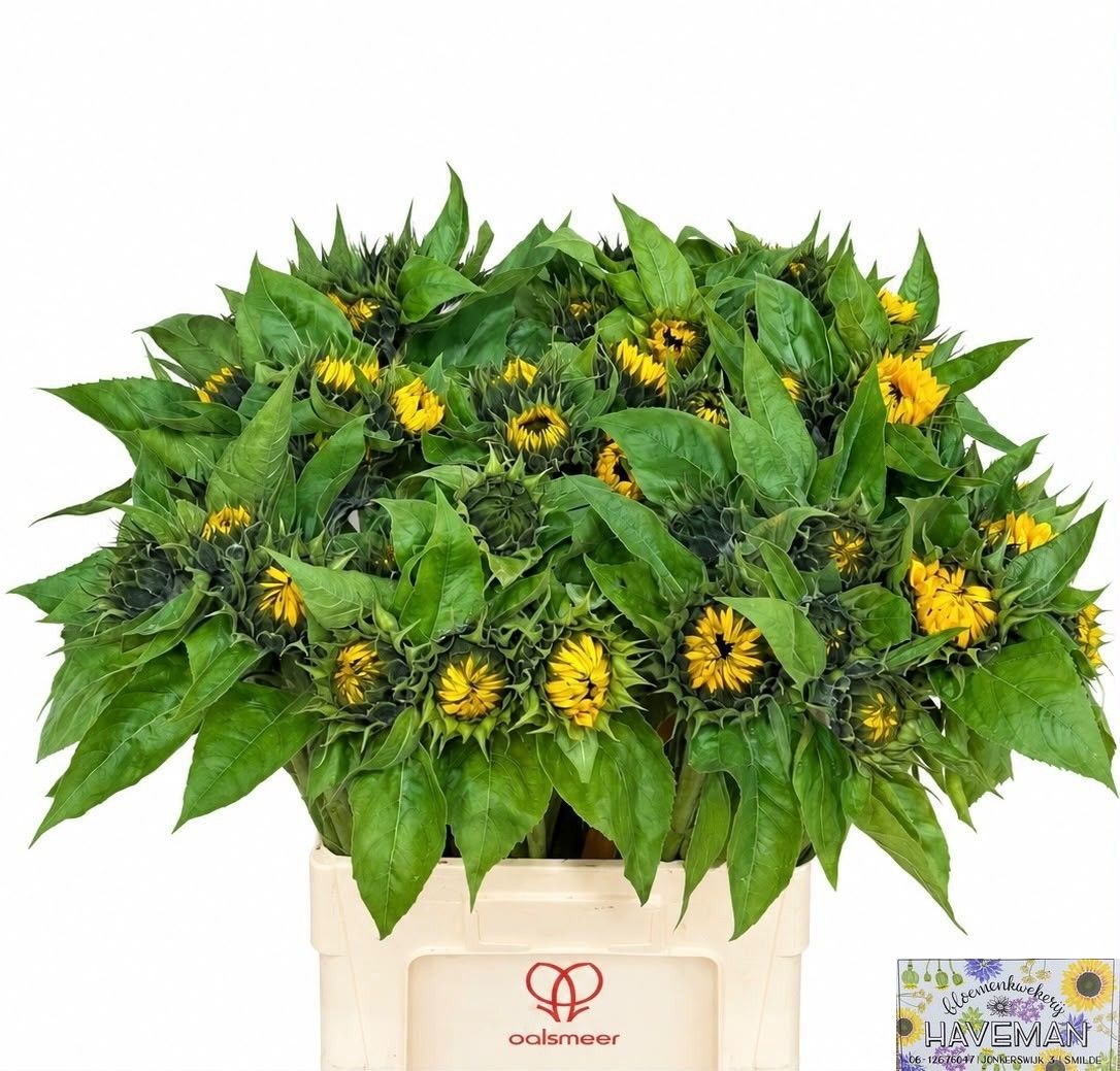 Helianthus Sunrich Or 60cm 14Ø