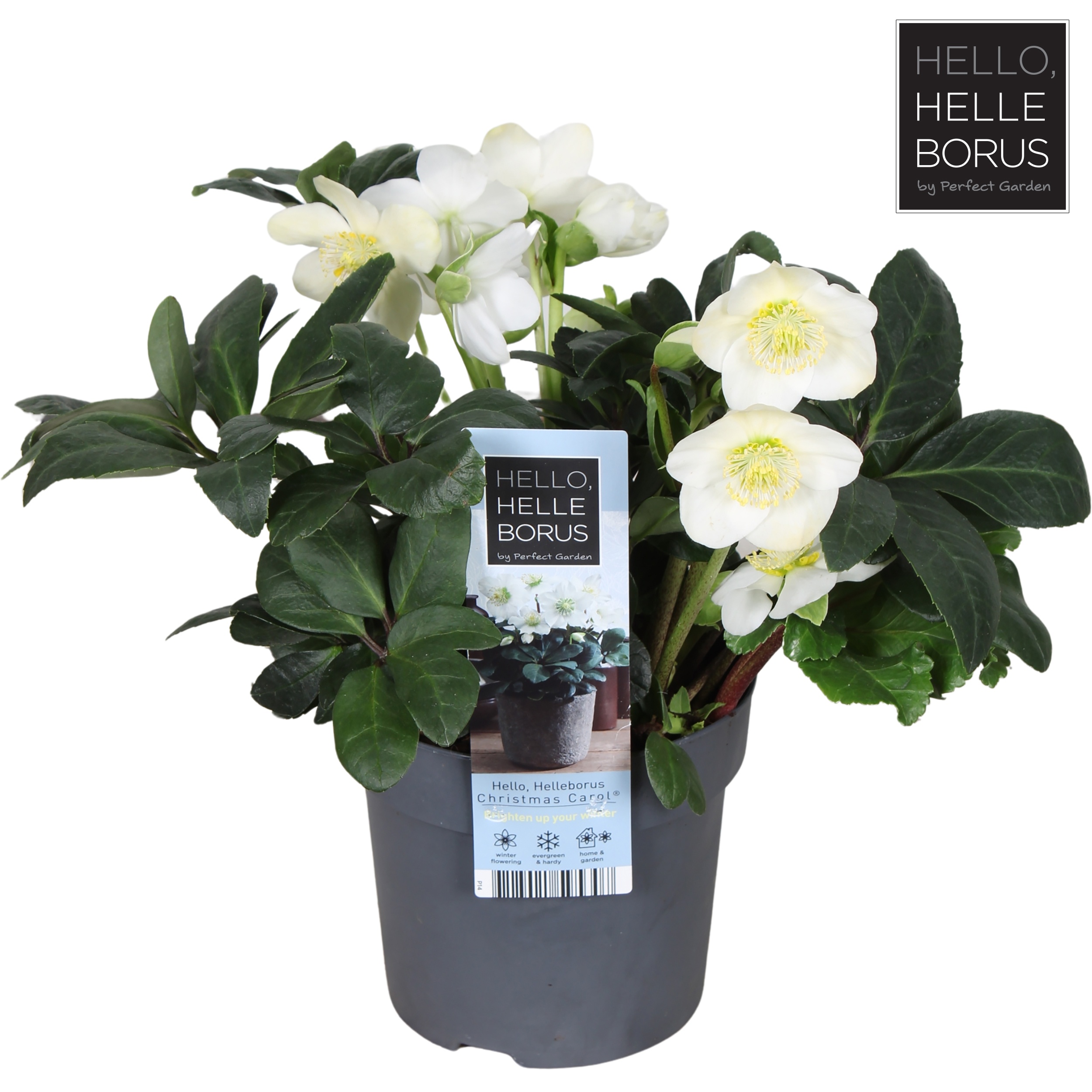 Picture of Helleborus niger 'Christmas Carol' P14