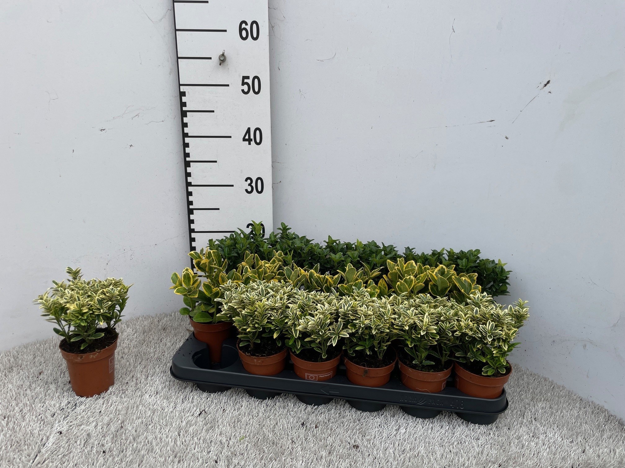 Euonymus Jap Gem 9P 10H 99bloei