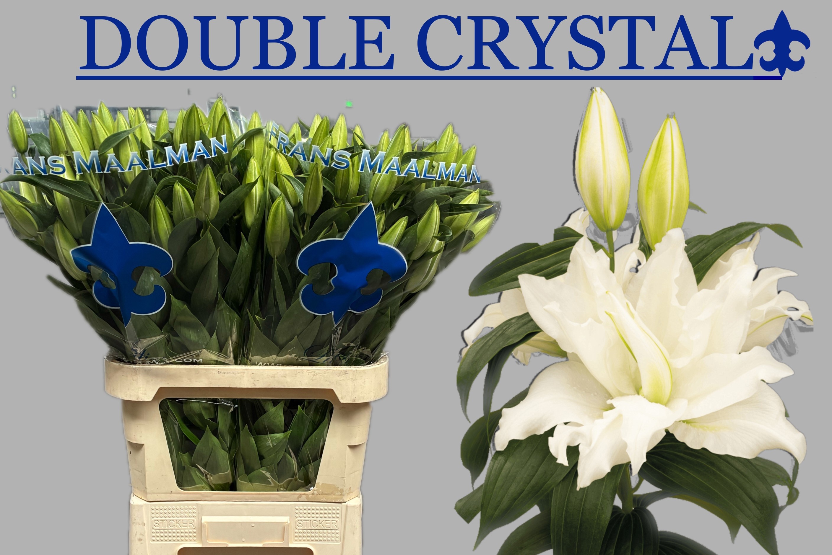 Li Or Du Dd Crystal