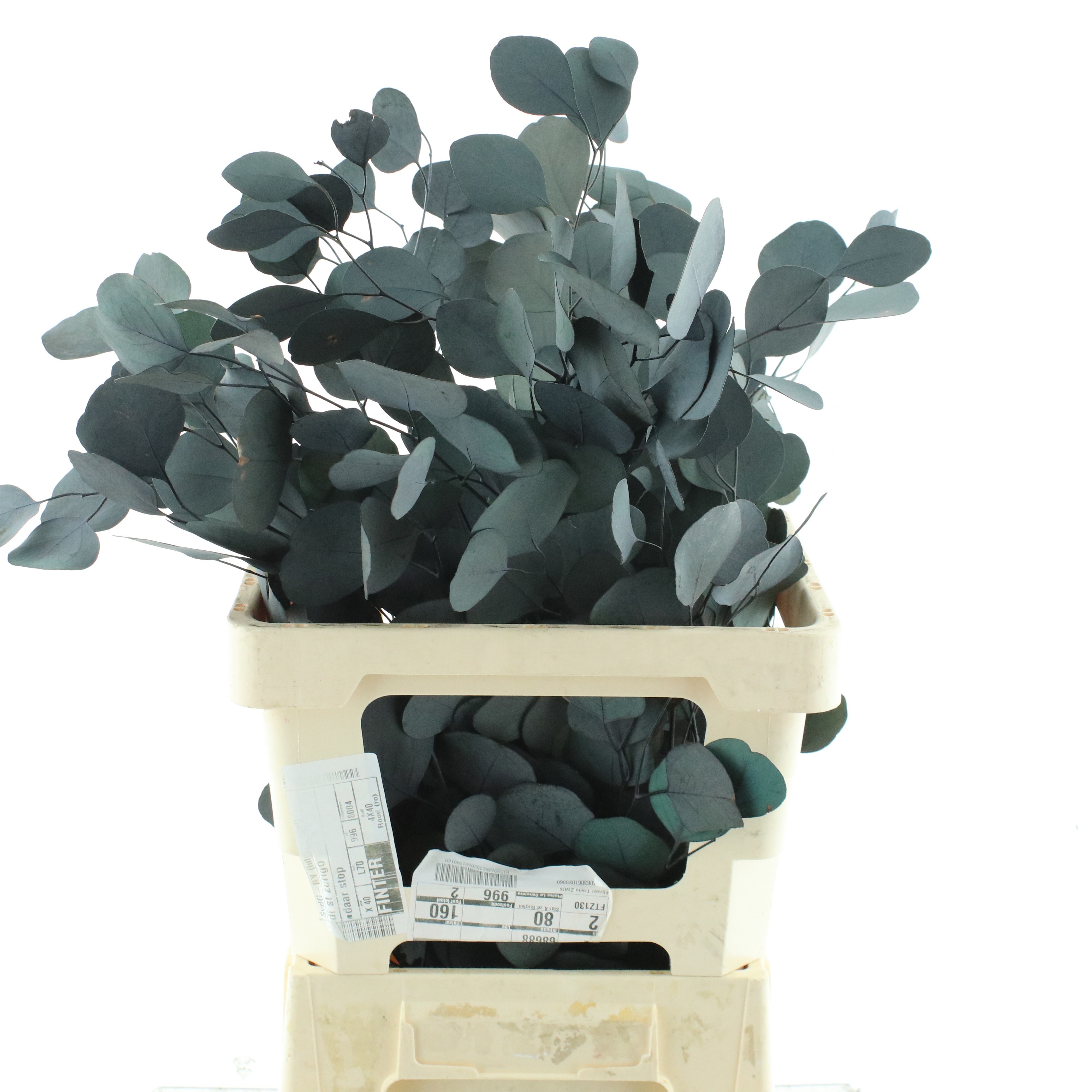 Decorgroen Klb Bs H%