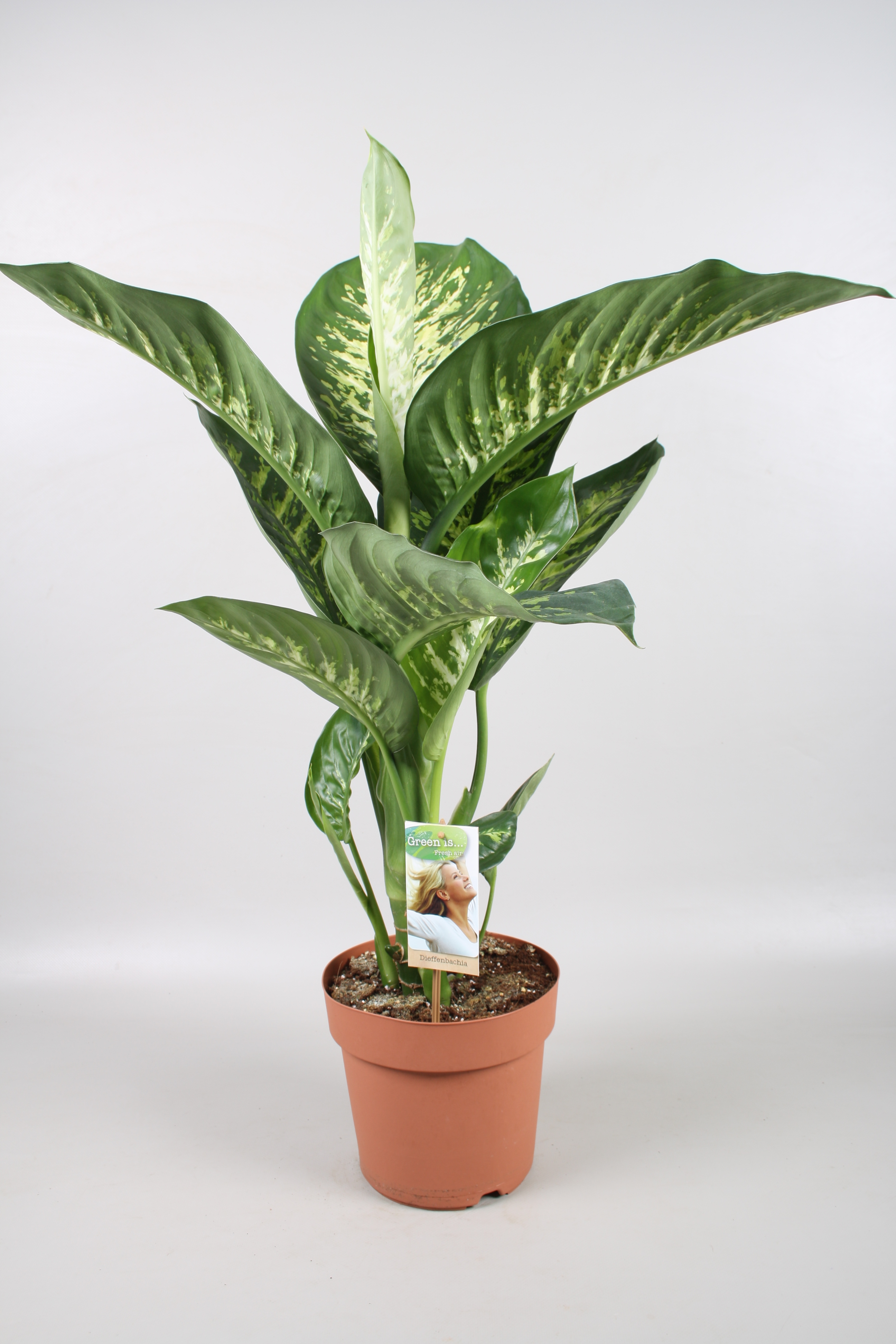 Picture of Dieffenbachia Tropic Snow P21 75cm