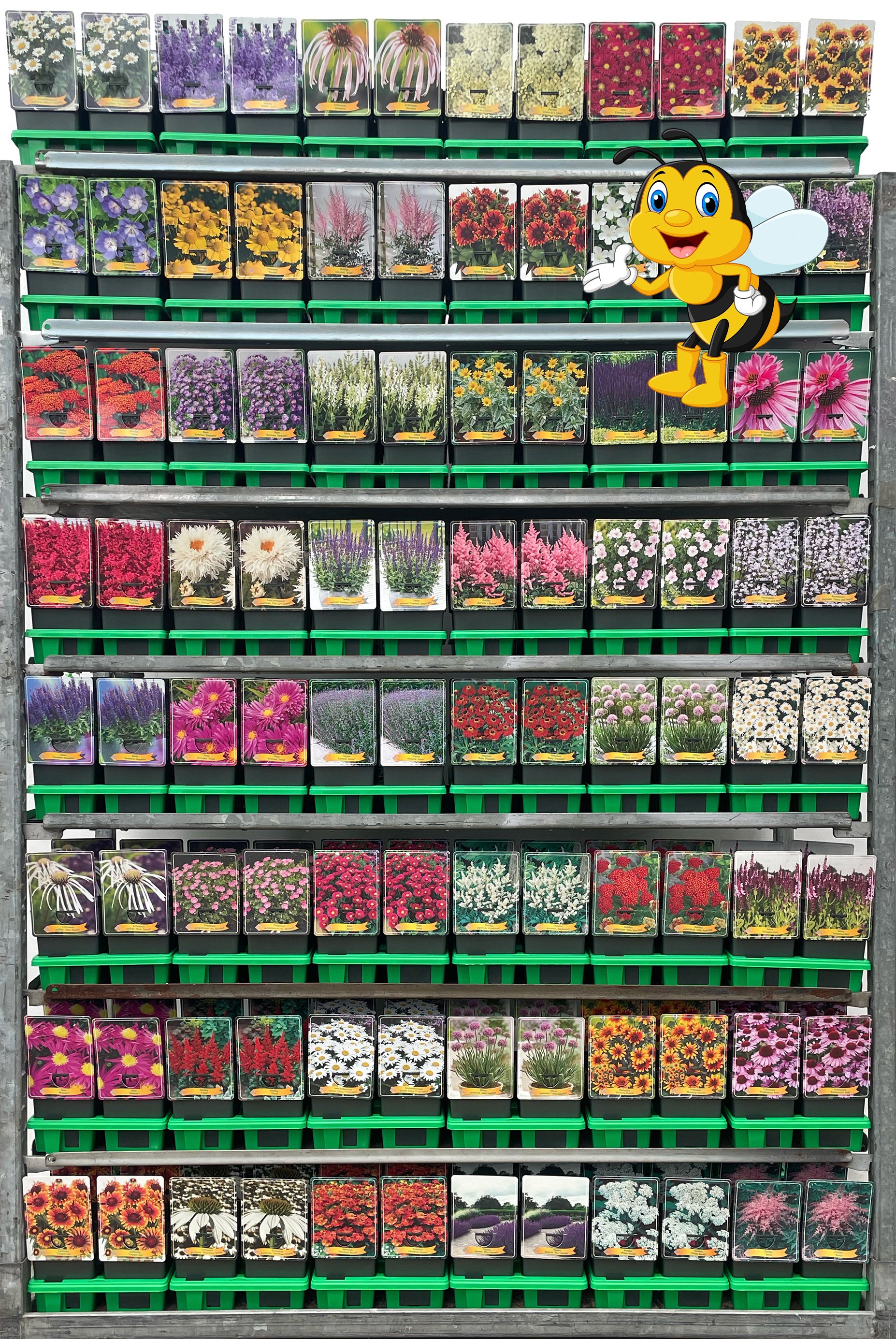 Picture of Bijenkar vaste planten Mix CC P11