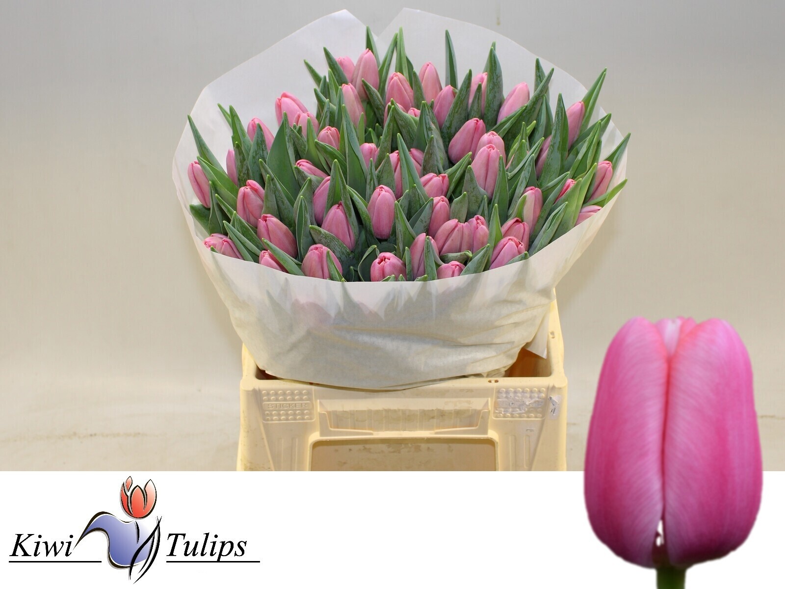 Tulipa Tresor 40cm 40gram
