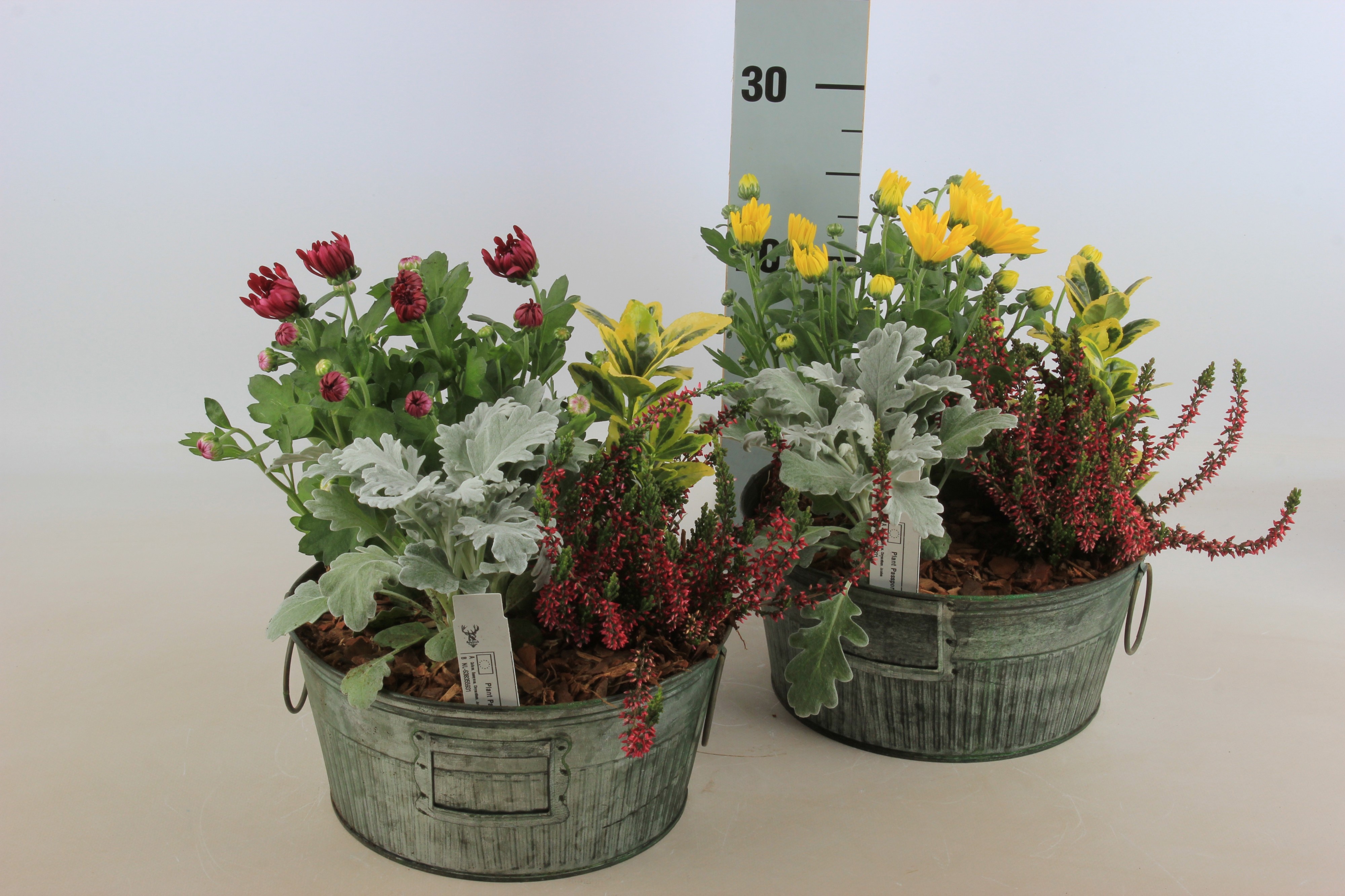 Arr Tuinplanten 24P 30cm 12bloei