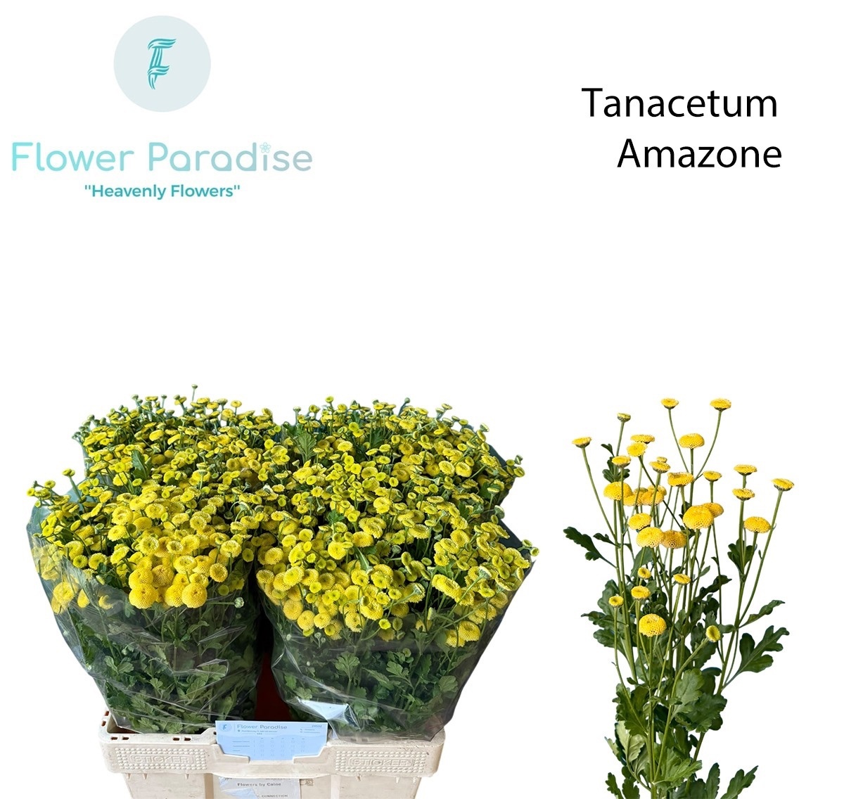 Tanacetum Amazone 60cm