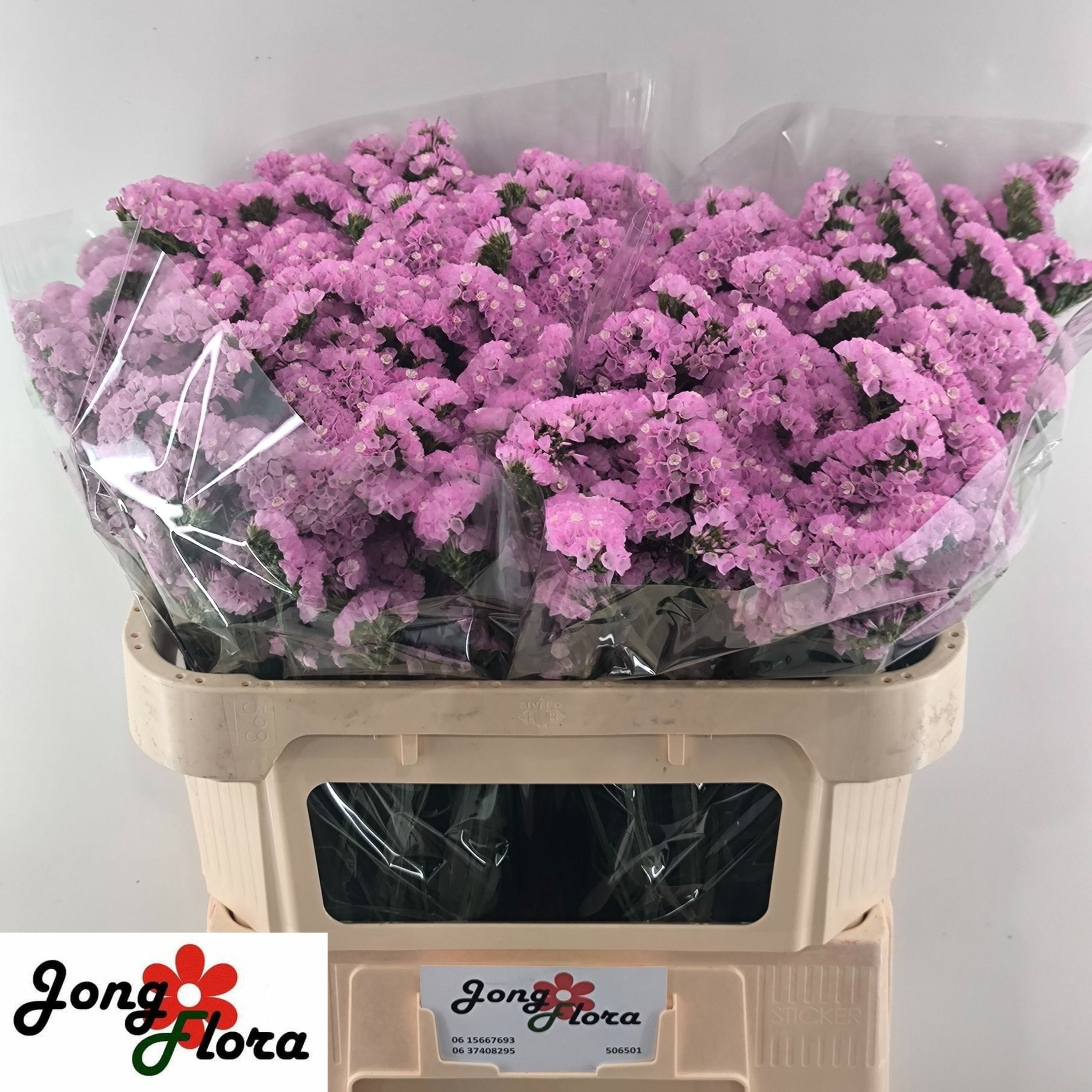 Limonium St Fantasia Wings 70cm 30gram