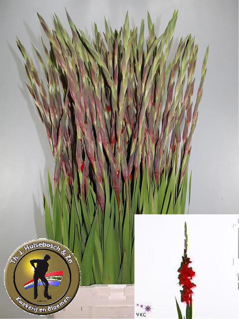 Gladiolus Red Balance 100cm 140gram