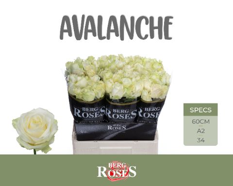 Rosa Avalanche 60cm