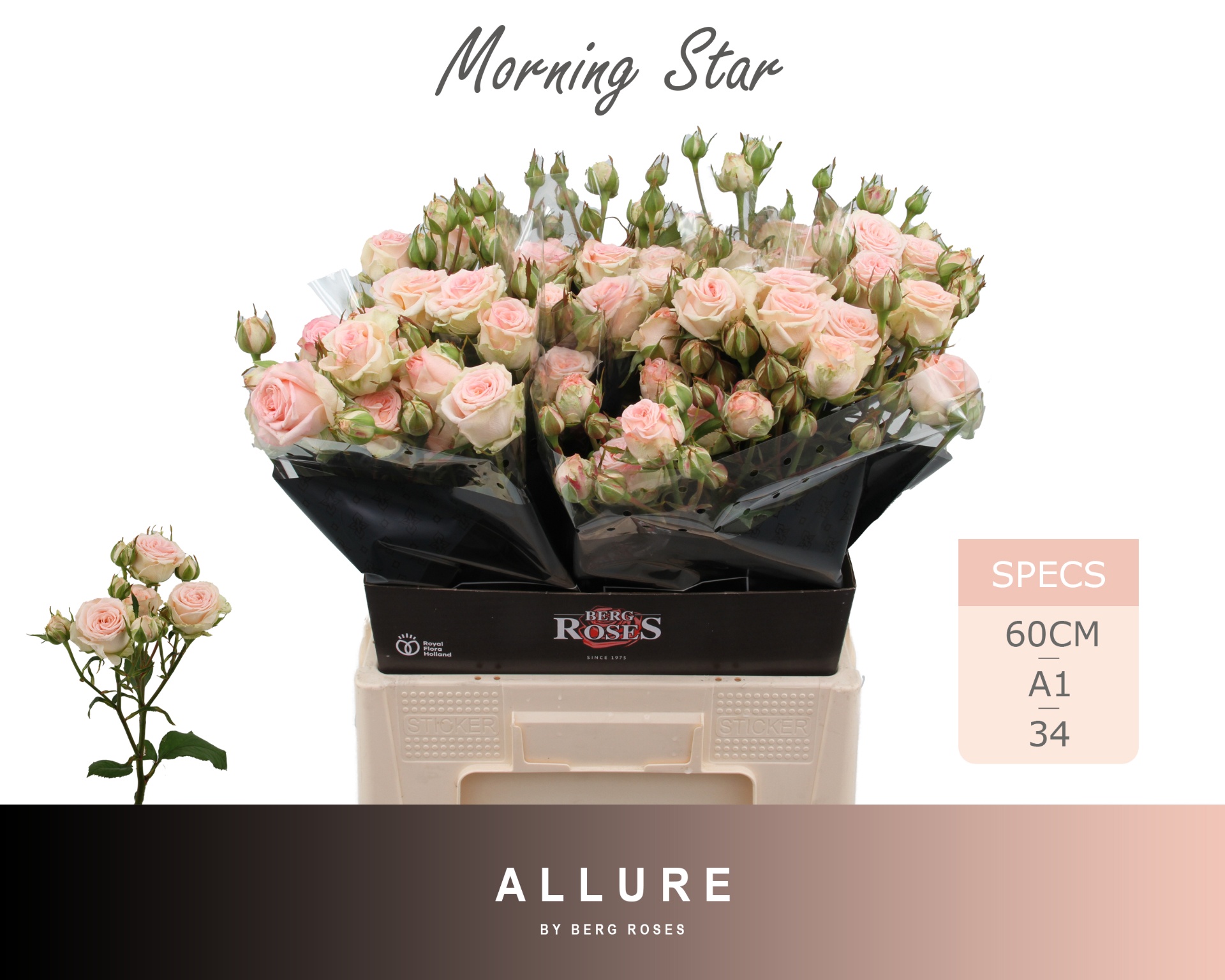 Rosa Spr Morning Star 60cm