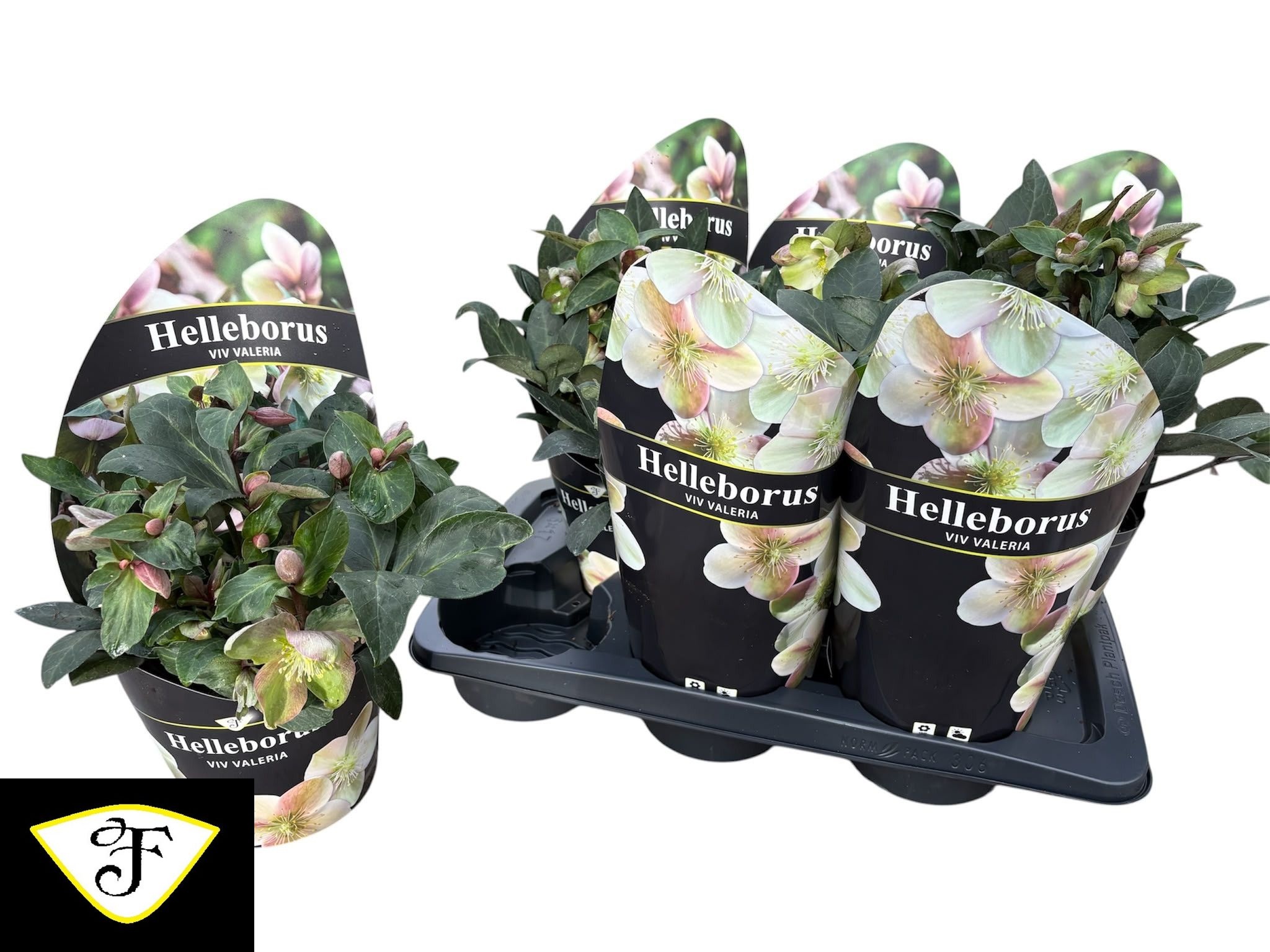 Hell Viv Valeria 17P 40H 20bloem