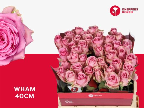 Rosa Wham 40cm