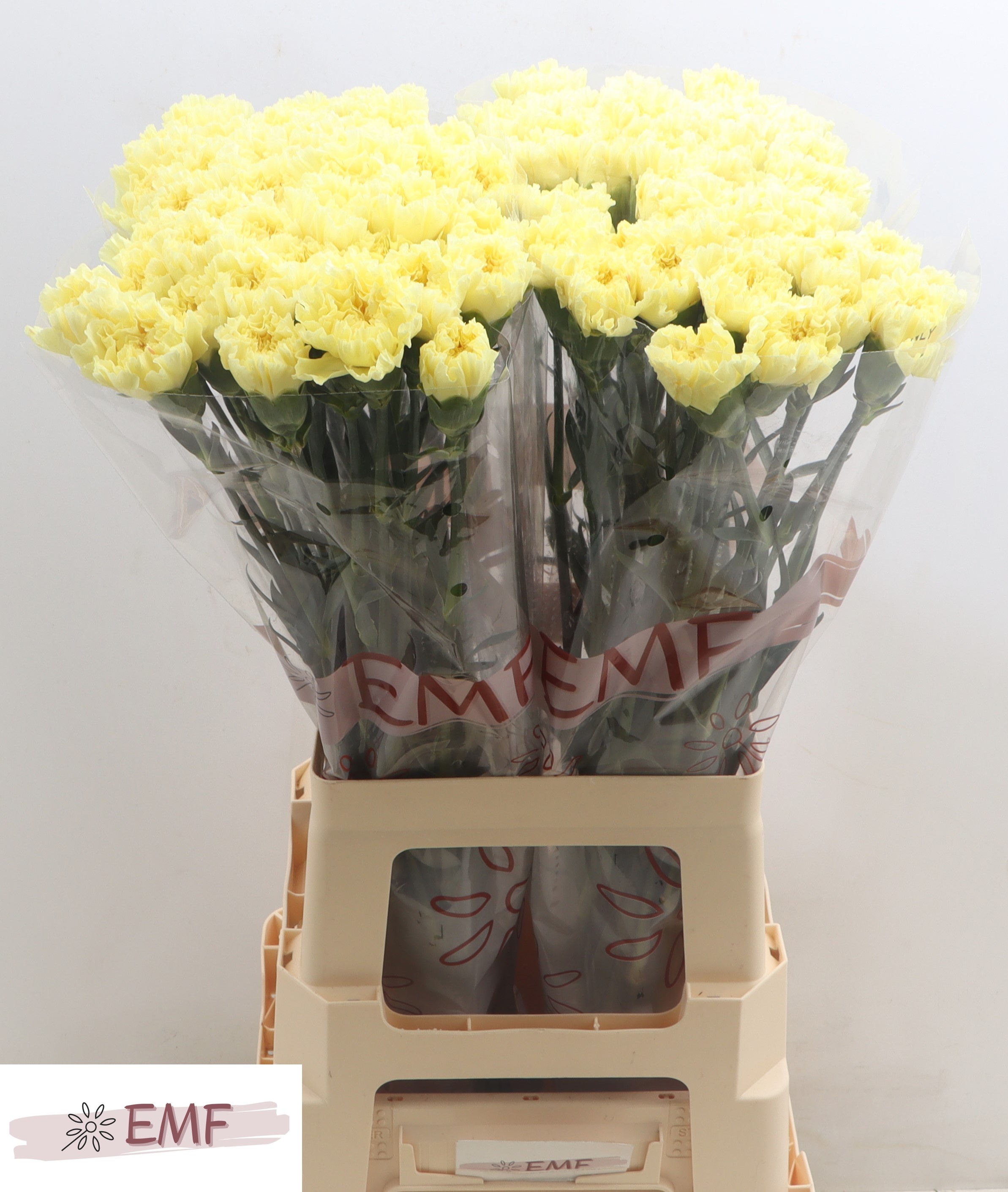 Dianthus St Hermes 70cm