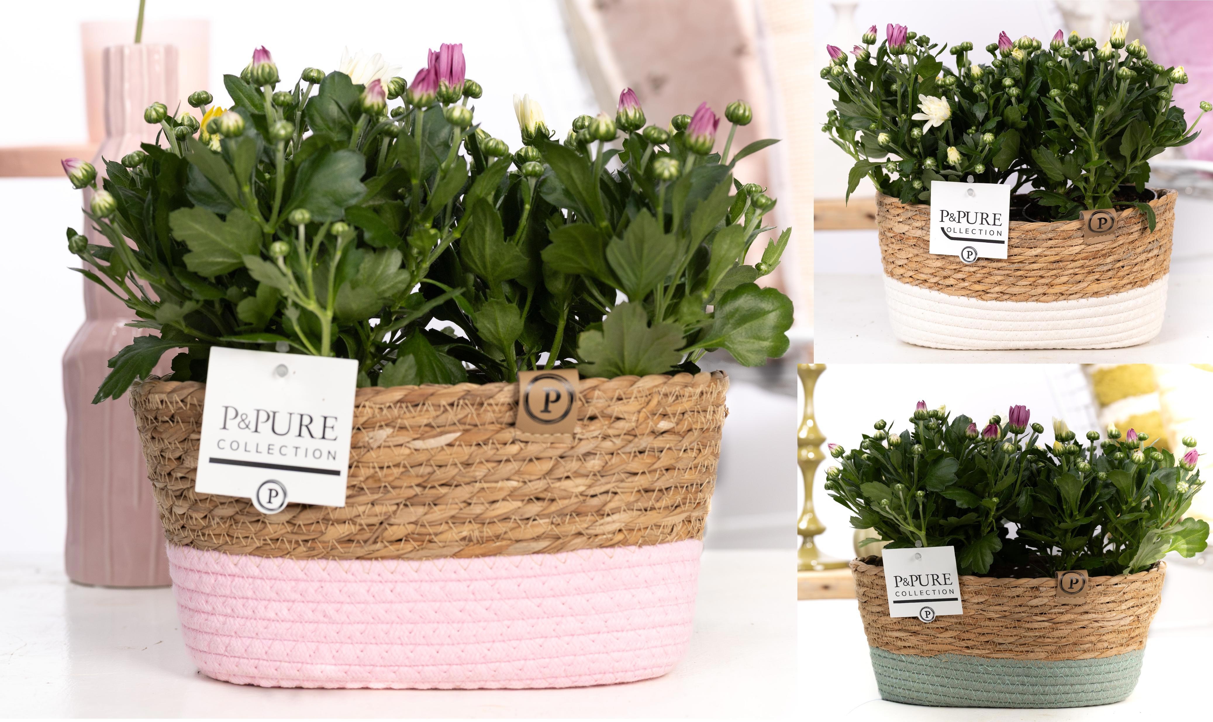 2x Chrysant Carnaval In P&pure Fieldbasket 3 Assor