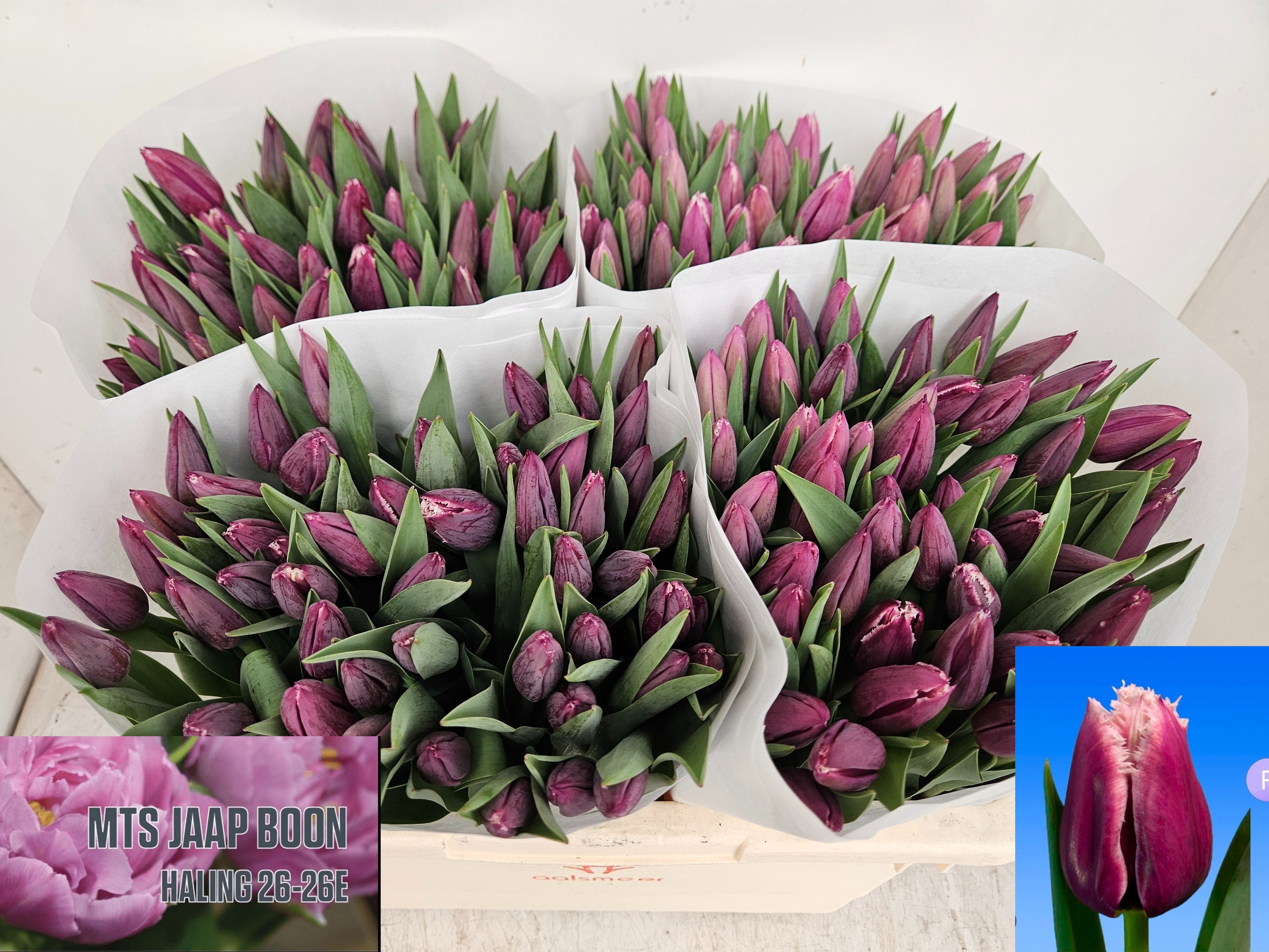 Tulipa Frilled San Martin 37cm 28gram