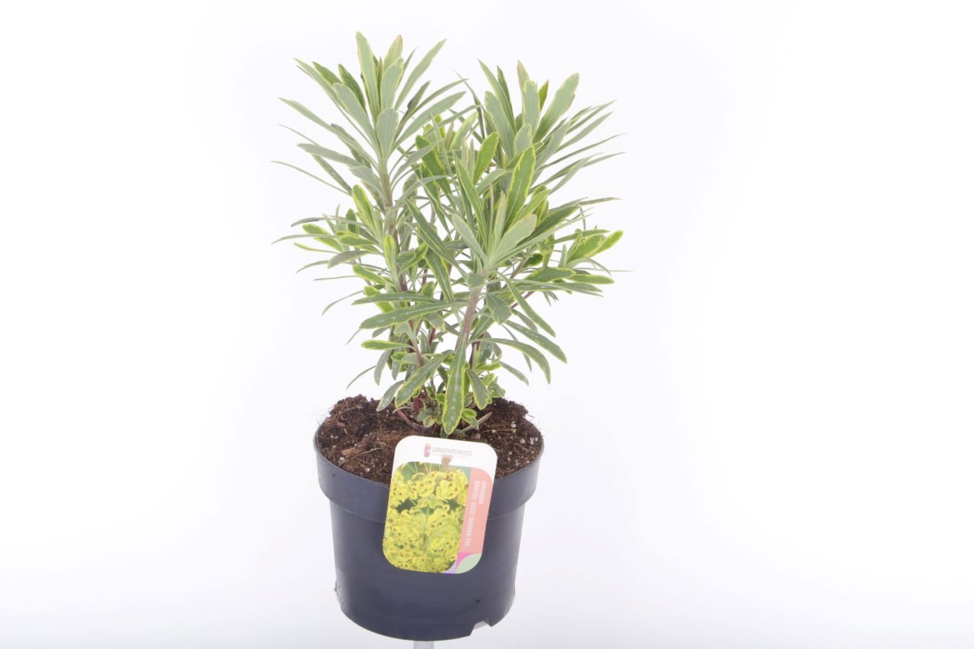 Euphorbia martinii Ascott Rainbow
