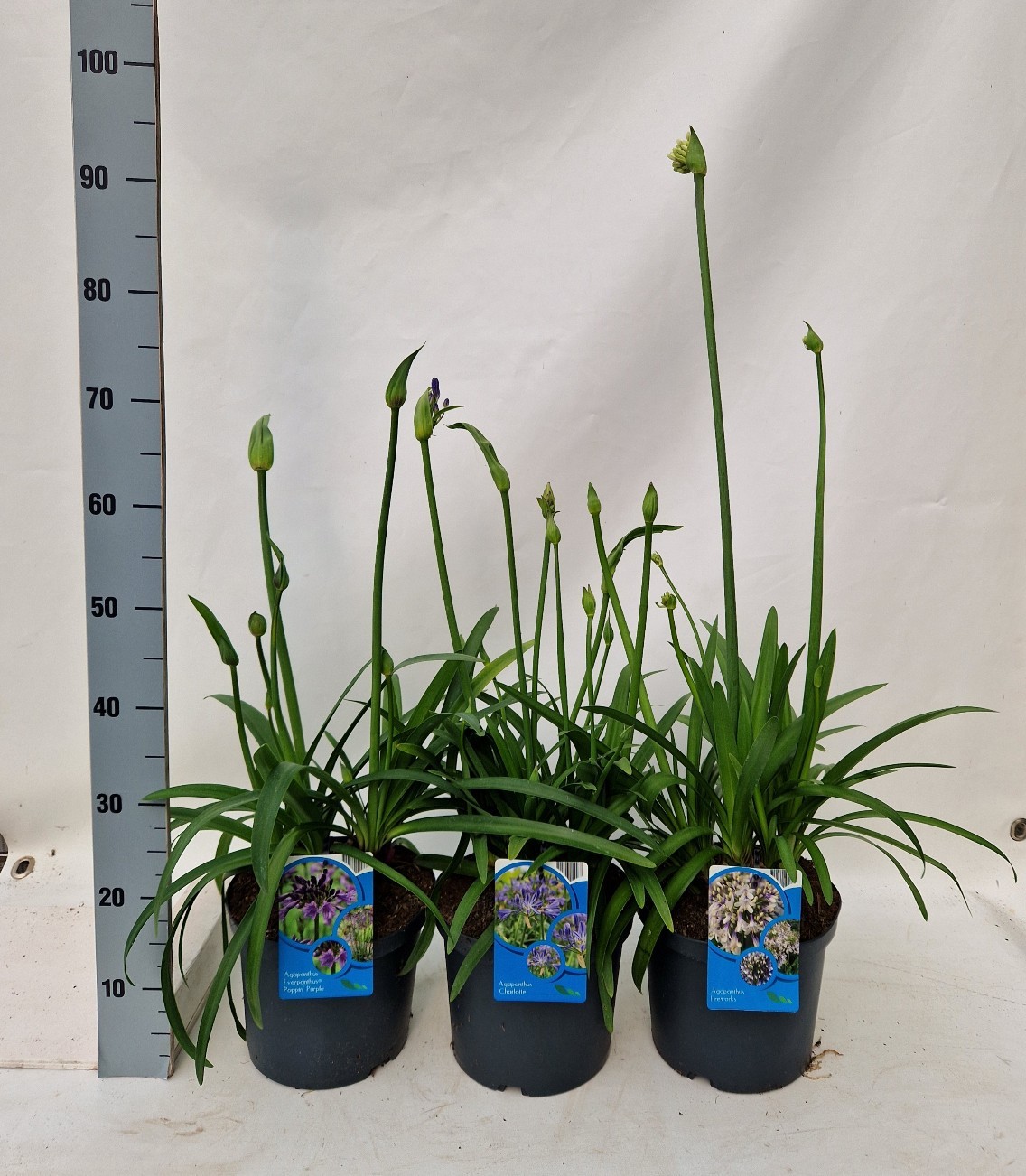 Picture of Agapanthus in varieties P23 (5 Ltr)