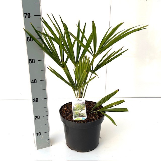 Picture of Trachycarpus fortunei C7.5 50-60