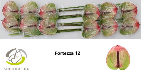 Anth A Fortezza
