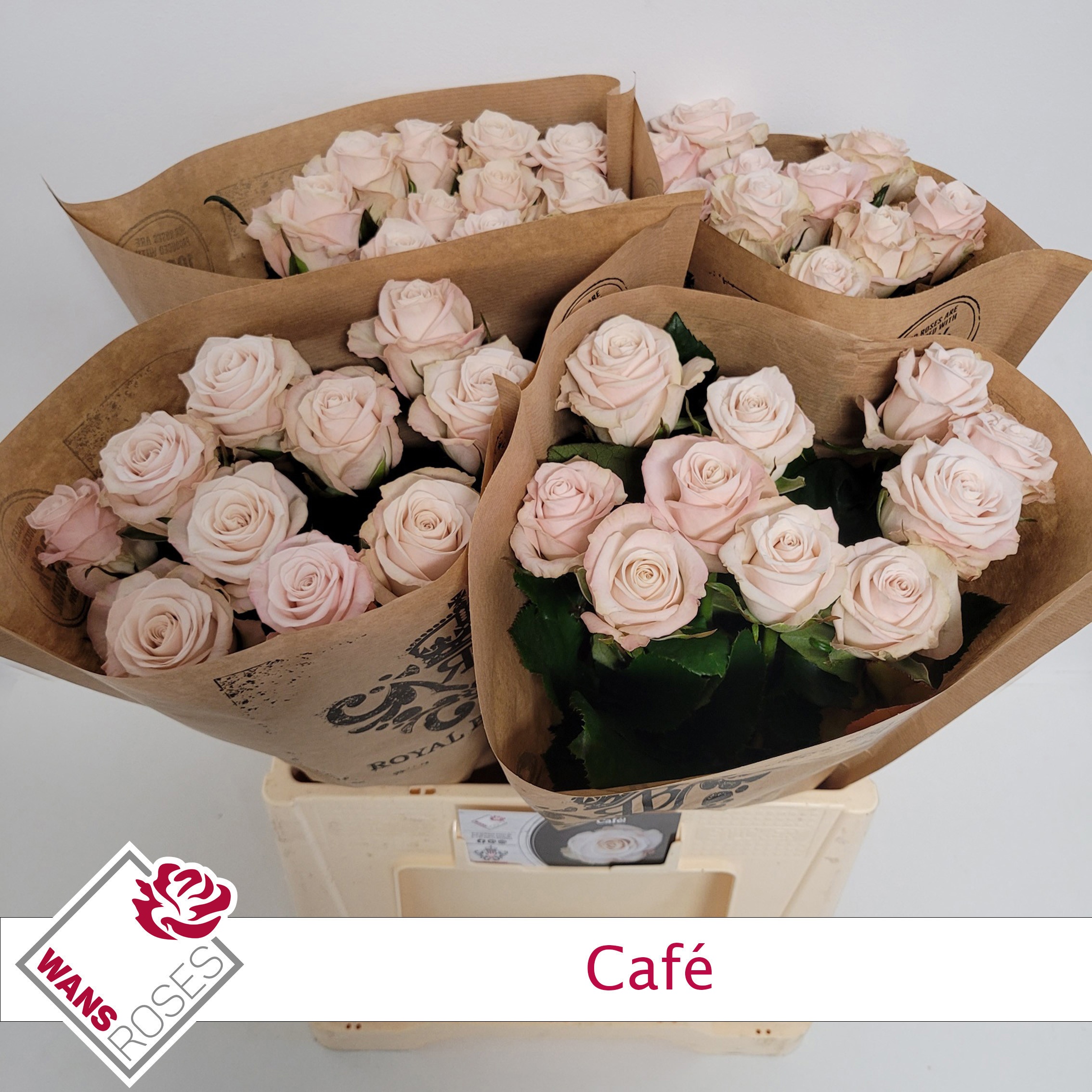 Rosa Garden Cafe! 60cm