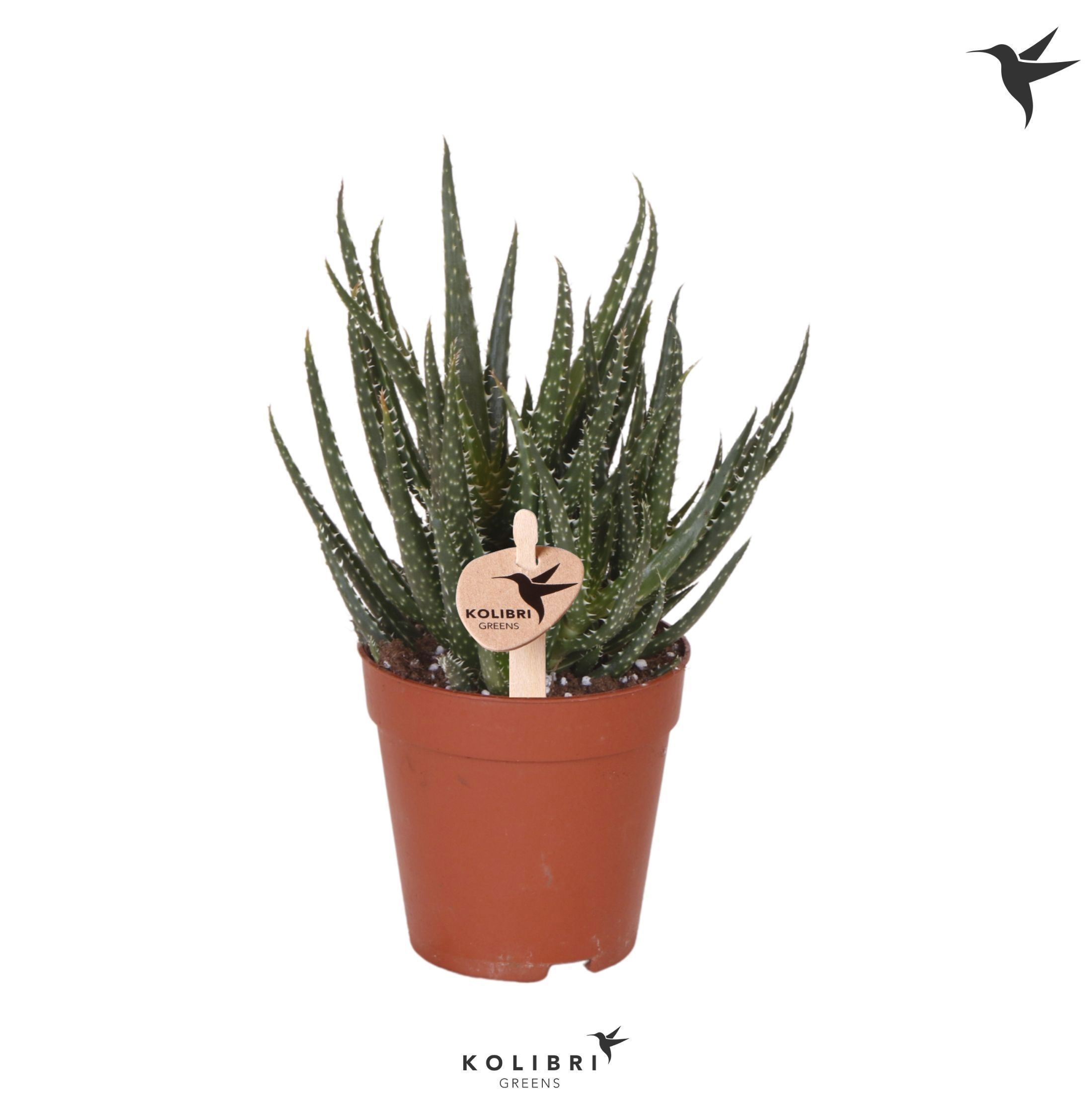 Aloe Kolibri Greens Succulenten Aloë Delaine