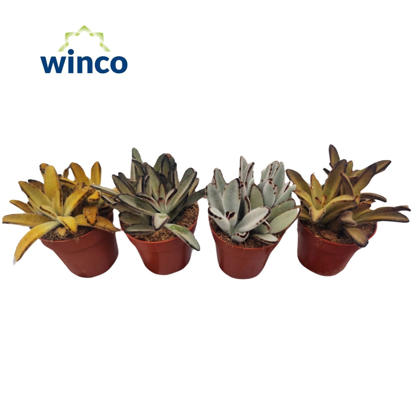 Kalanchoe Tomentosa 508P 20H