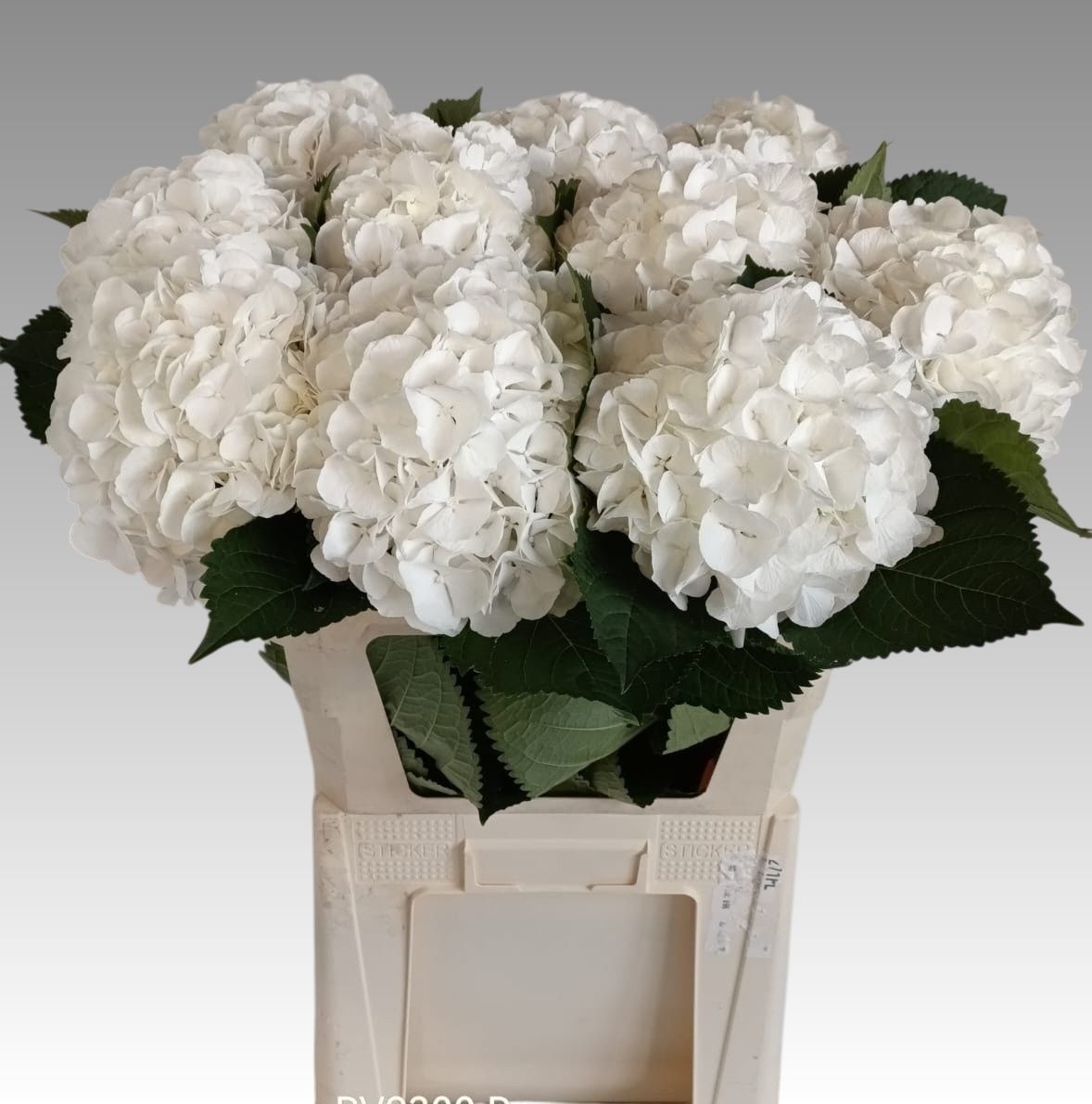 Hydrangea White Verena 80cm 20Ø