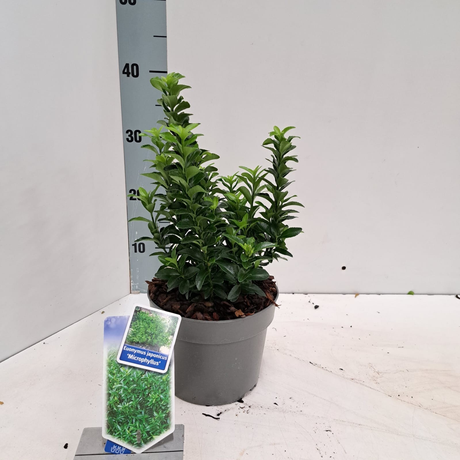 Picture of Euonymus jap. 'Microphyllus'