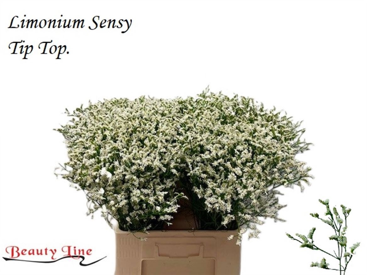 Limonium Tip Top 70cm 30gram