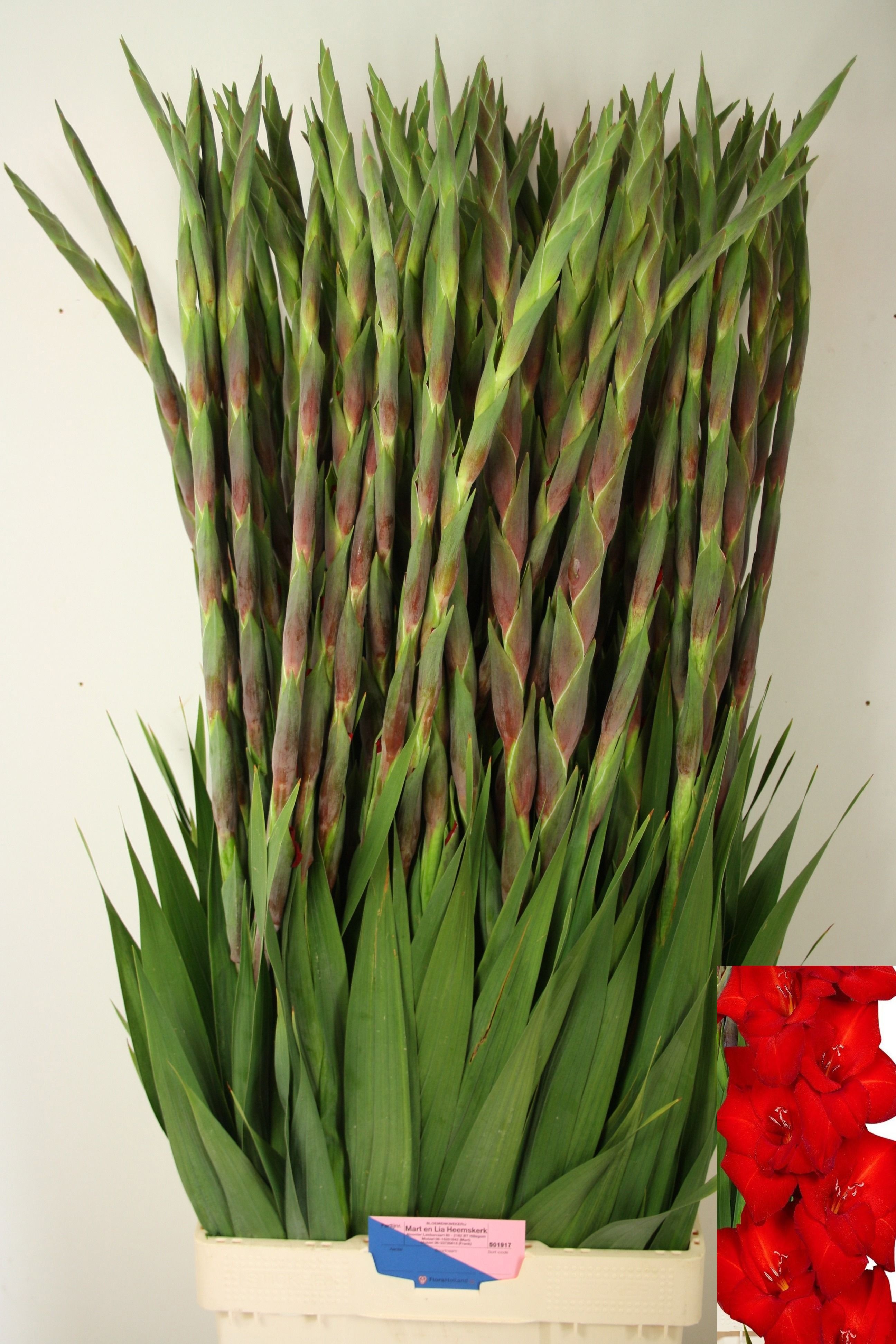 Gladiolus Red Balance 110cm 190gram