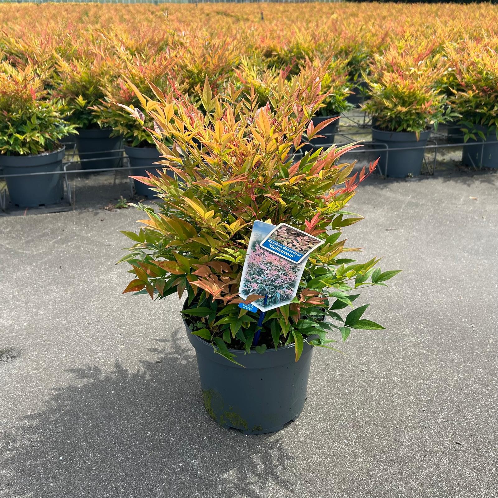 Picture of Nandina domestica Gulfstream P23 (5 Ltr)