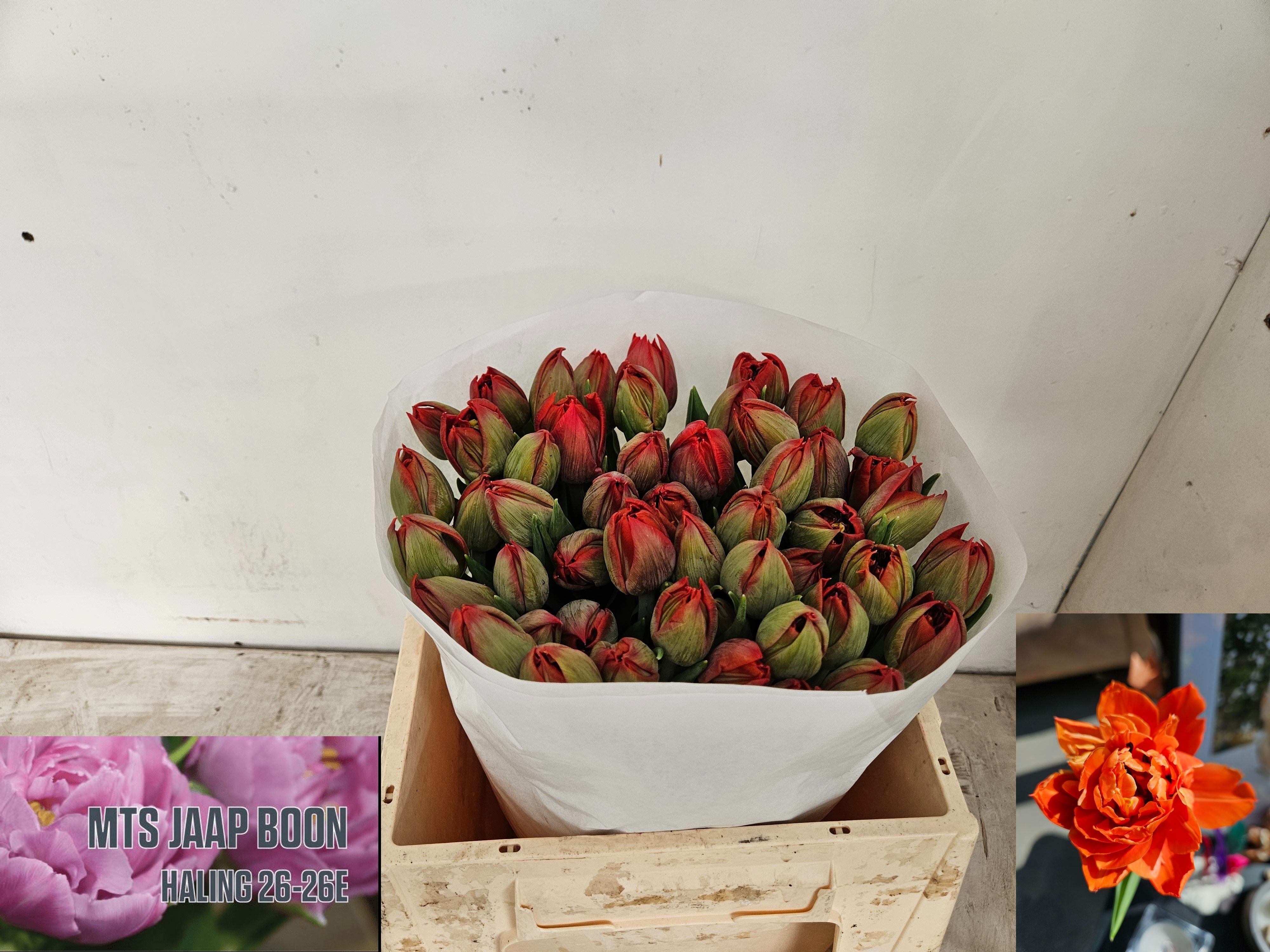 Tulipa Double Sauron 34cm 34gram
