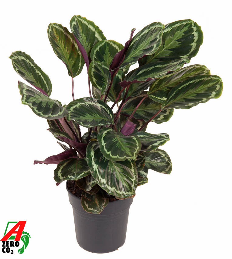 Picture of Calathea Medaillon P24 80CM (LOOSE)