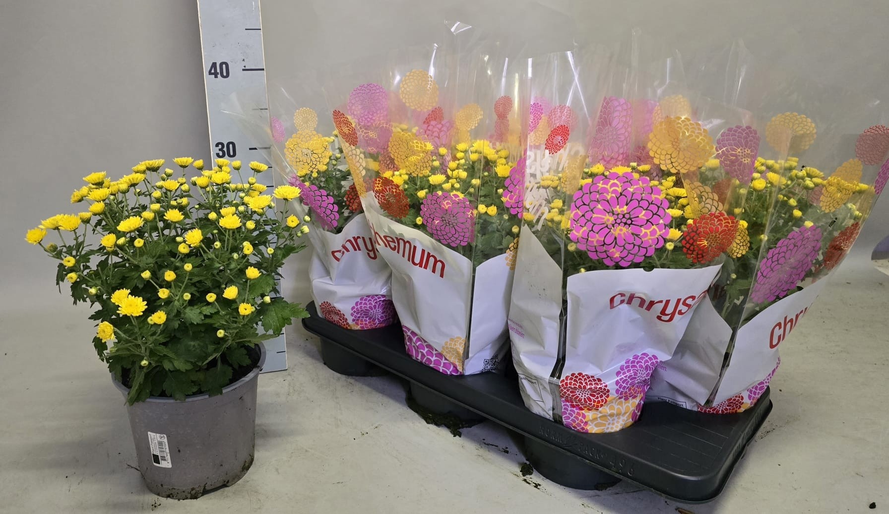 Chrys Garden Mums Gm 15P 30H 23bloei