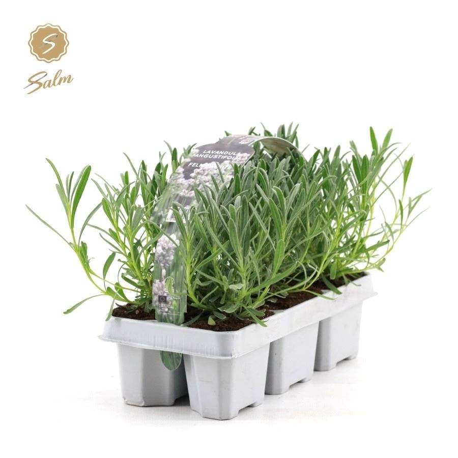 Picture of Lavandula ang. 'White' 6-Pack