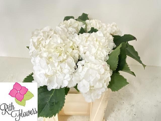 Hydrangea White Verena 50cm 16Ø
