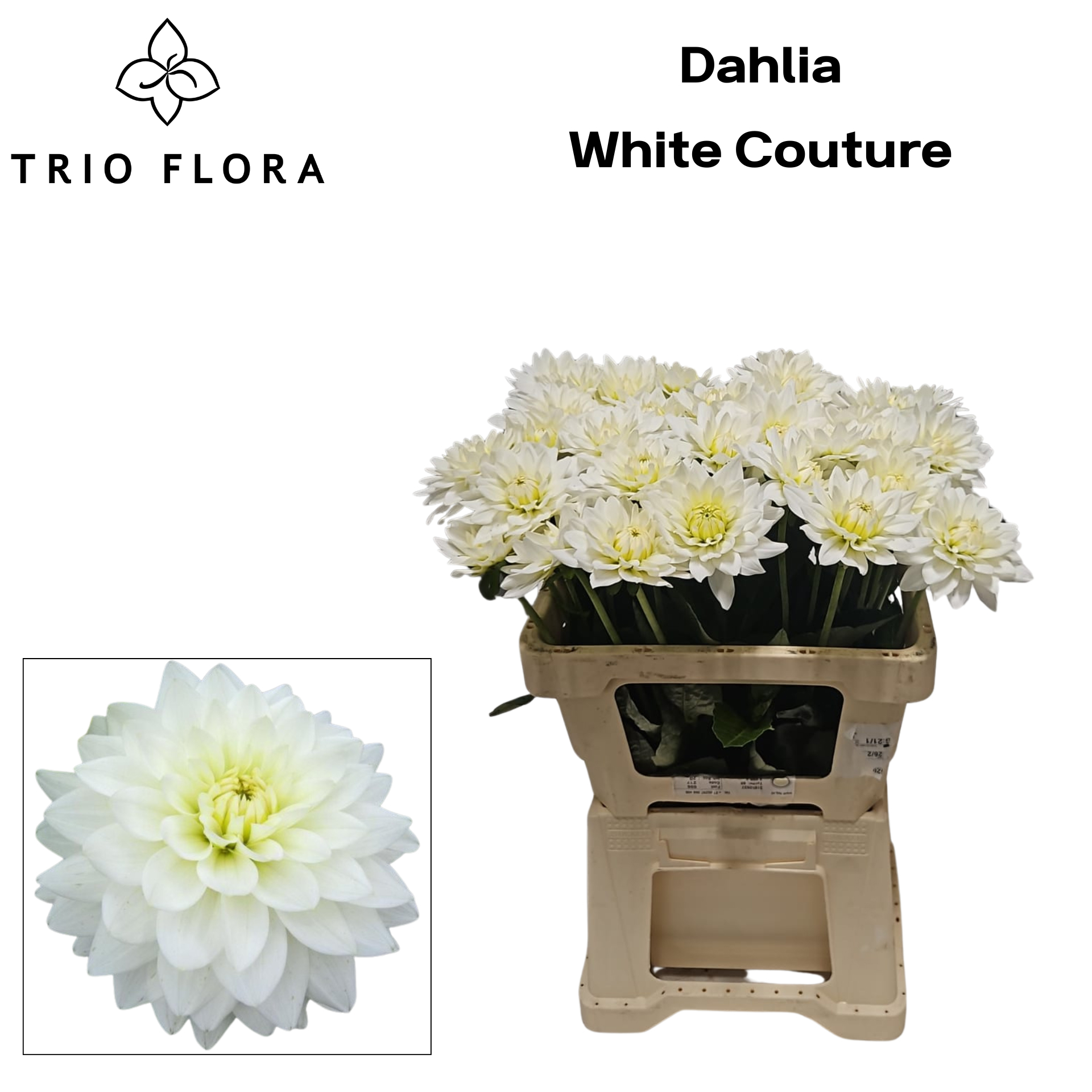 Dahl White Couture 996