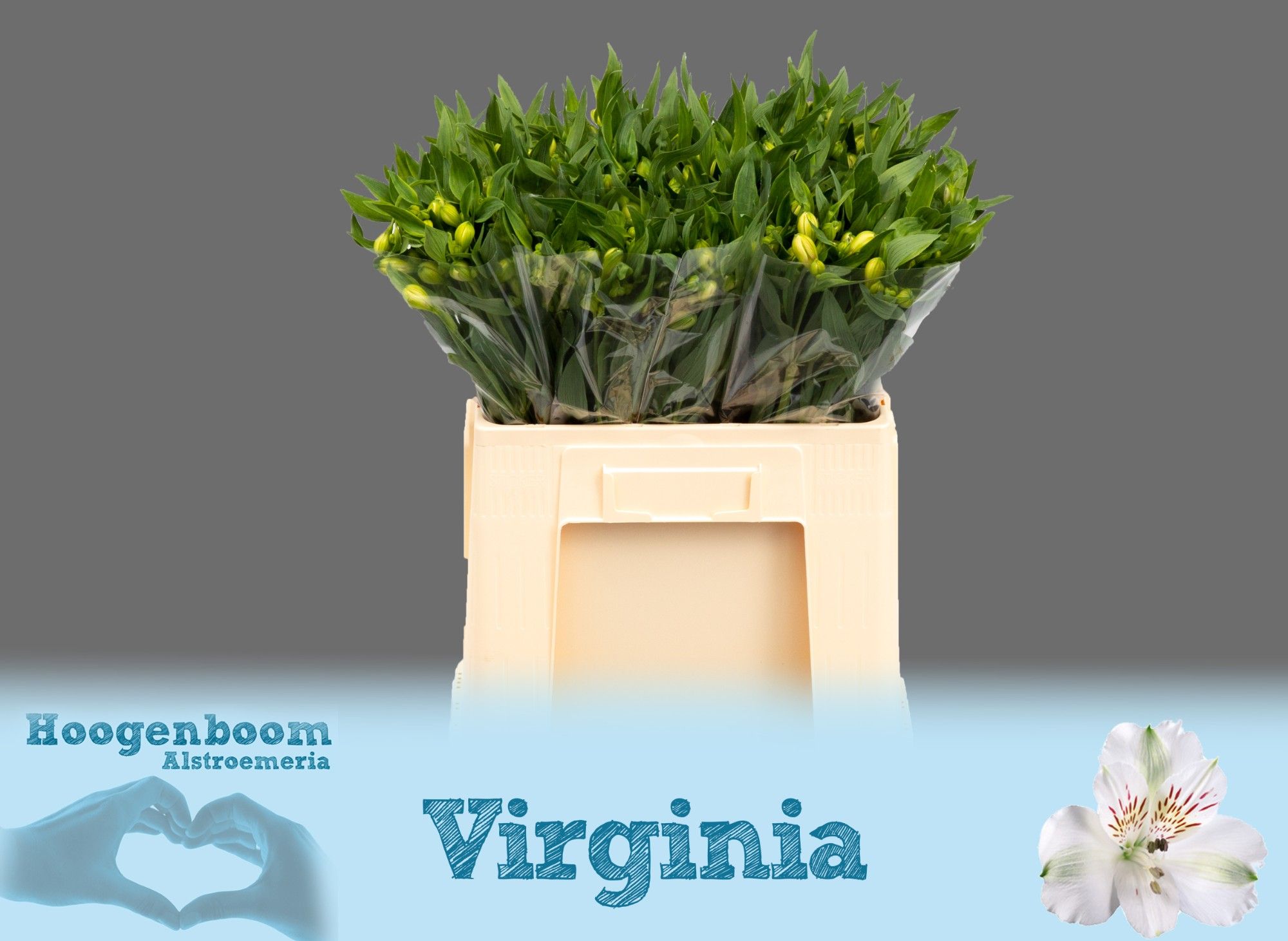 Alstr Virginia 60cm 30gram