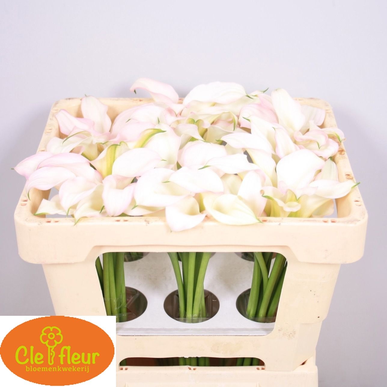 Calla Crystal Blush 45cm