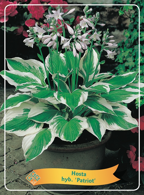 Picture of Hosta Mix 6x10 srt. per shelve P11