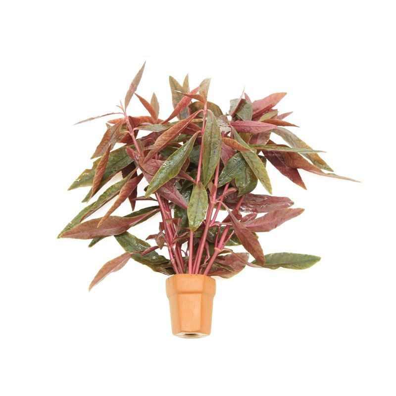 Alternanthera sessilis