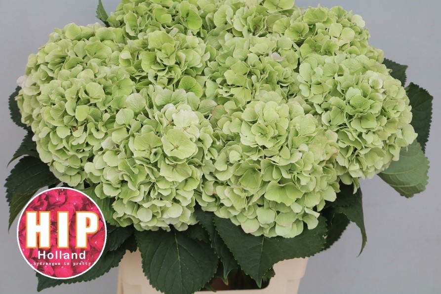Hydrangea Verena Classic Pink 60cm 20Ø